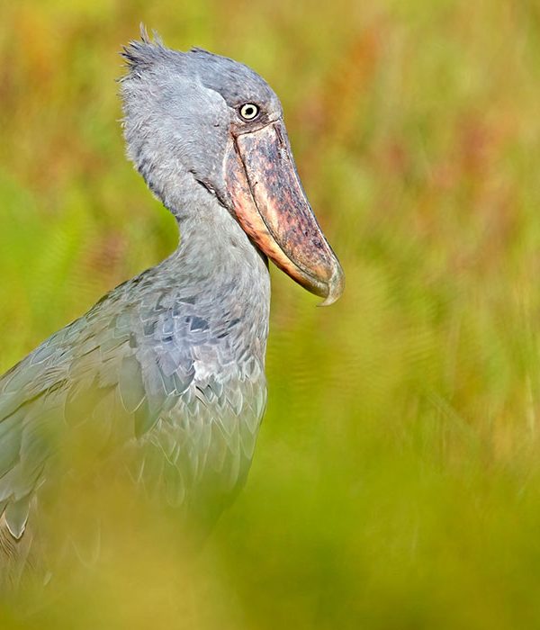 Rare Vagrants of East Africa: Birds That Shouldn't Be There