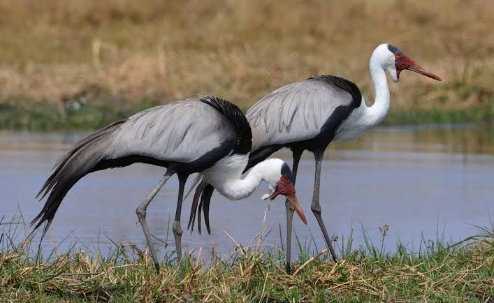 Rare vagrant bird spotted unexpectedly in an East African wetland habitat during migration.