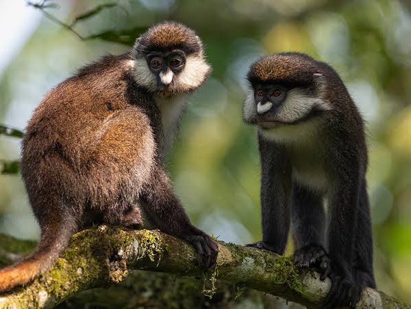Red Tailed Monkeys of Kibale Forest