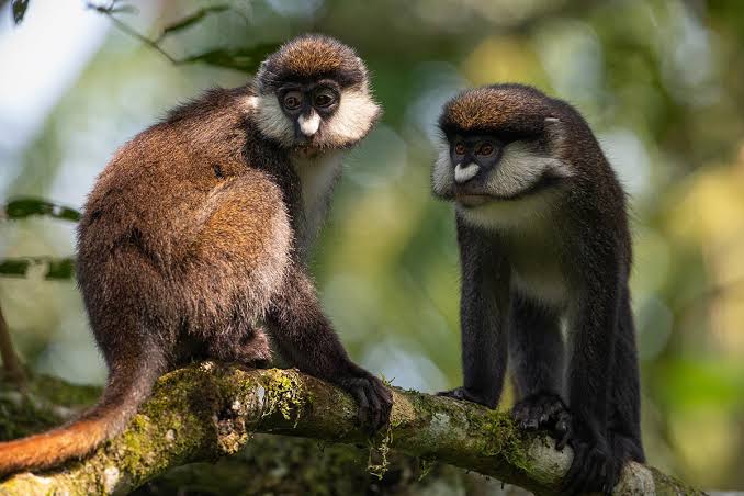 Red-Tailed Monkeys of Kibale Forest Red-Tailed Monkeys of Kibale Forest