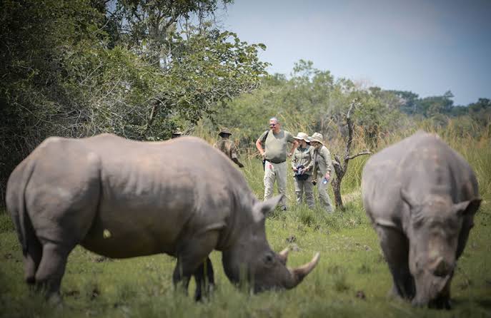 Rhino Tracking at Ziwa Rhino Sanctuary, Uganda: A Complete GuideRhino Tracking at Ziwa Rhino Sanctuary, Uganda: A Complete Guide