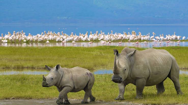 Rhinos of Lake Nakuru National Park, Kenya