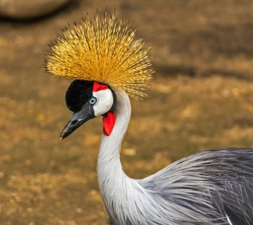 Birdwatching Walk in Bwindi Impenetrable National Park