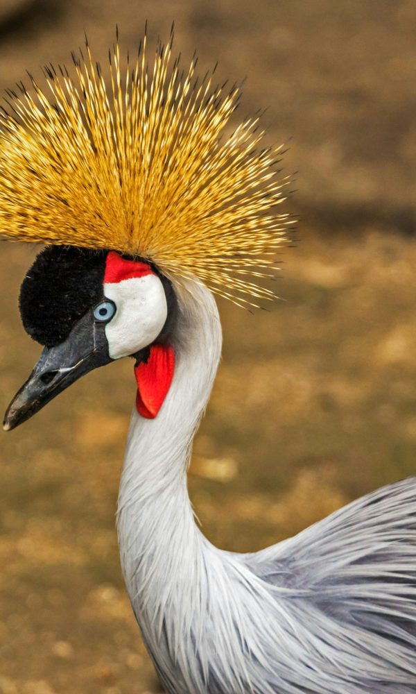 Birdwatching Walk in Bwindi Impenetrable National Park