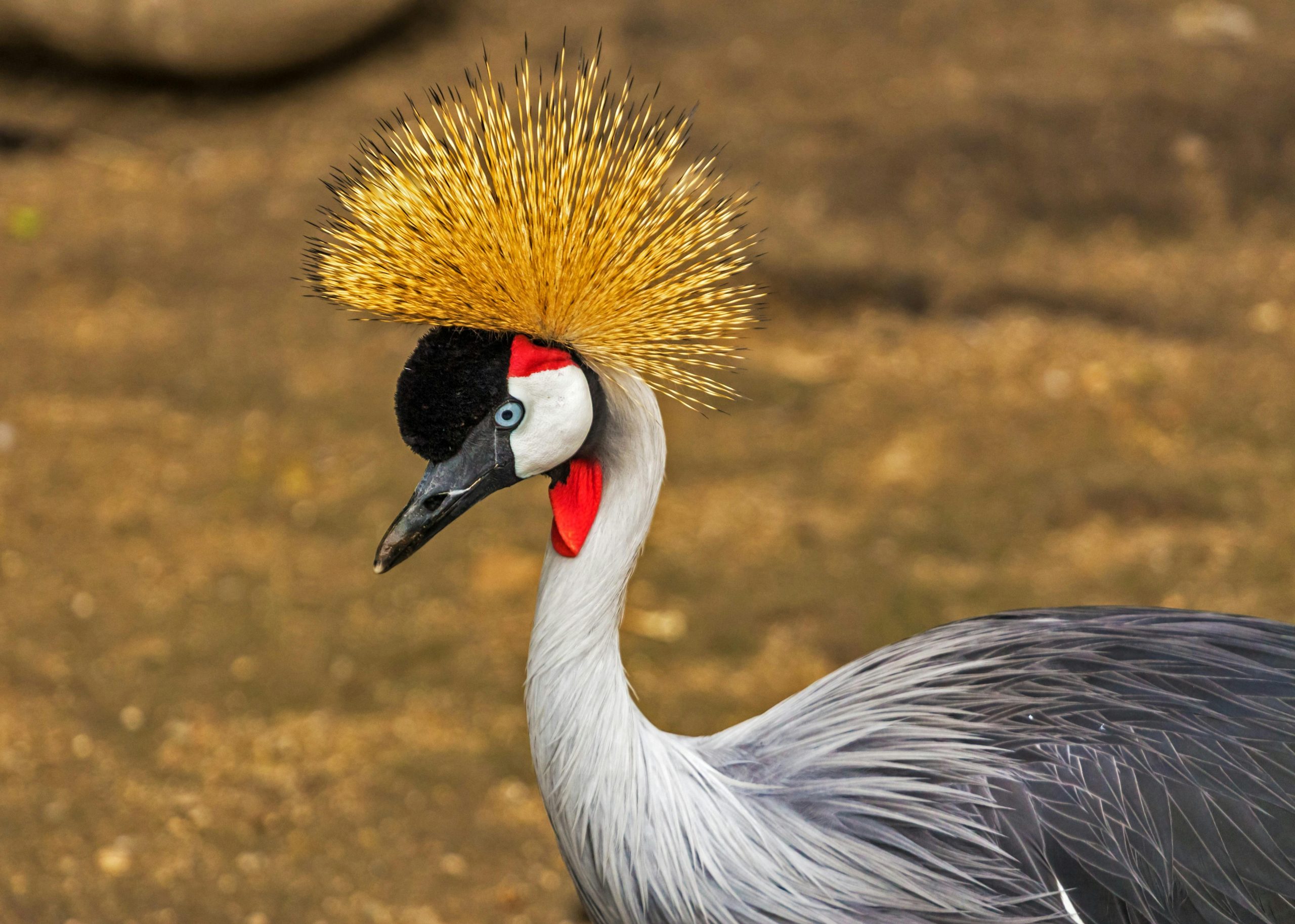 Birdwatching Walk in Bwindi Impenetrable National Park
