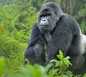 Rwanda in 5 Days Without Gorillas: A Complete Alternative Itinerary