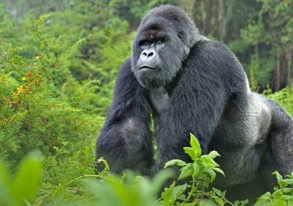 Rwanda in 5 Days Without Gorillas: A Complete Alternative Itinerary