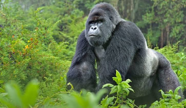 Rwanda in 5 Days Without Gorillas: A Complete Alternative Itinerary