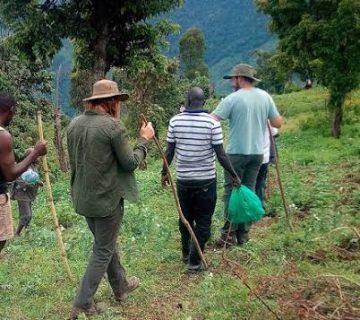 Rwenzori Foothills Village Walks for Travellers Who Won't Summit