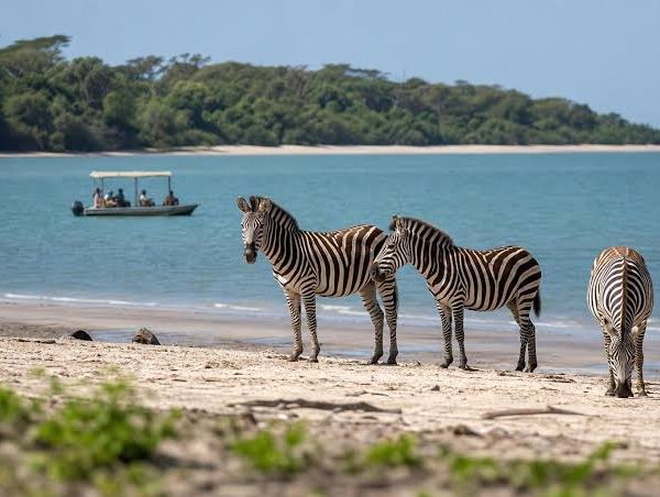 Saadani National Park: Where the Bush Meets the Beach
