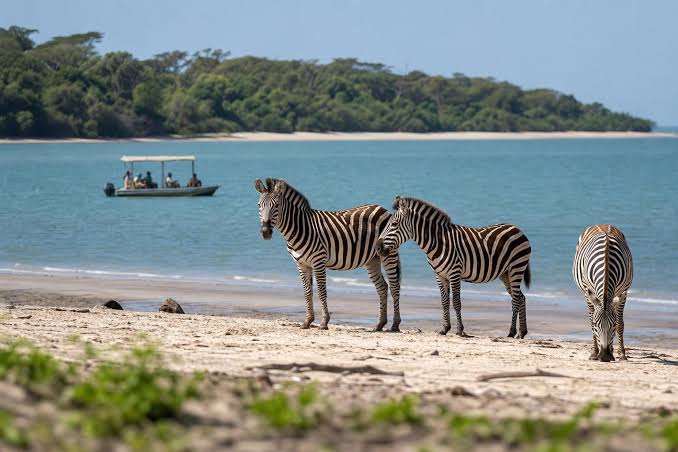 Saadani National Park: Where the Bush Meets the Beach