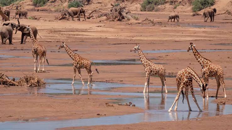 Samburu National Reserve: A Complete Guide