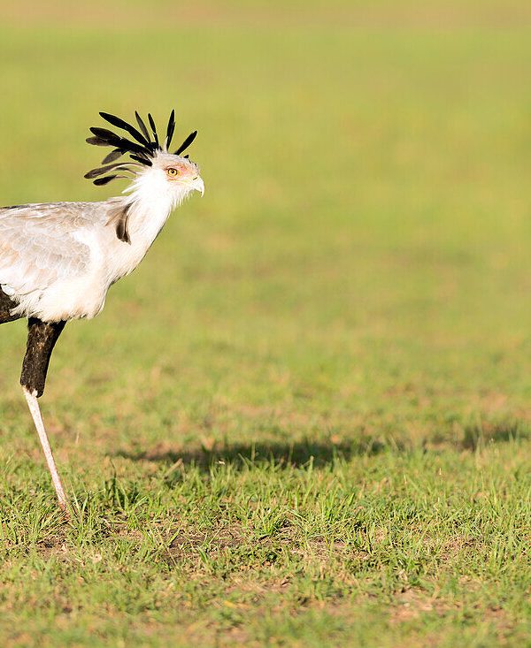 Secretary Birds of the Masai Mara
