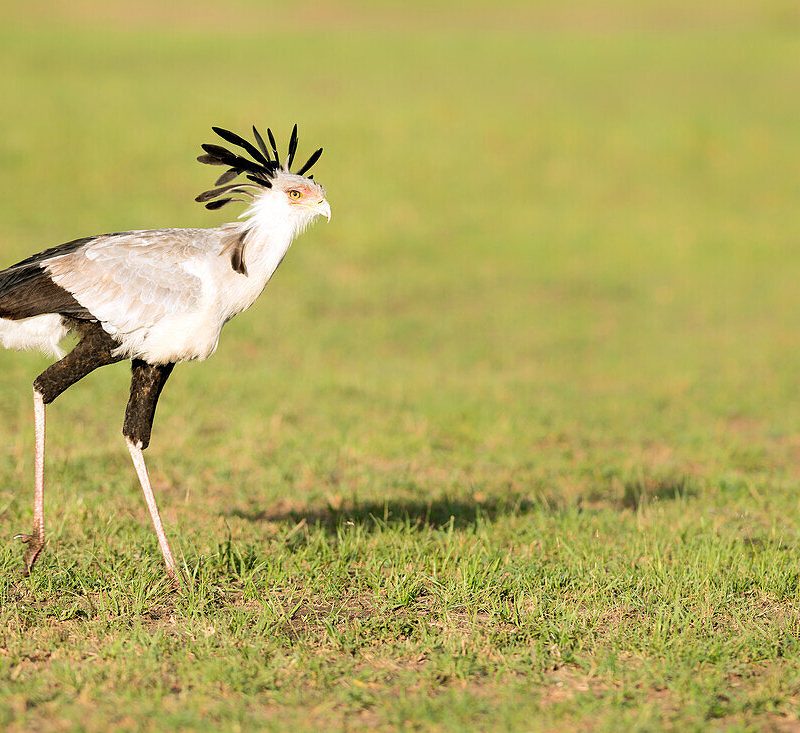 Secretary Birds of the Masai Mara Secretary Birds of the Masai Mara