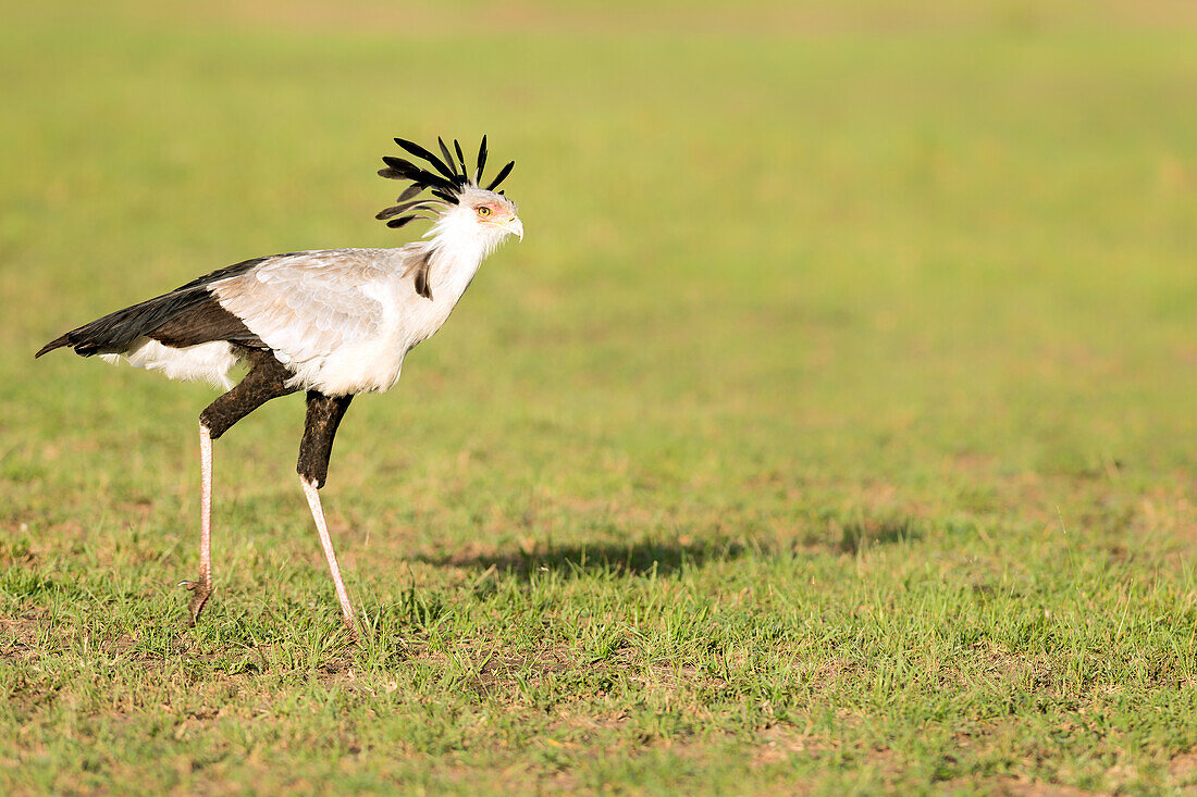 Secretary Birds of the Masai Mara