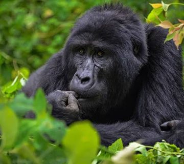 Bwindi's Four Trekking Sectors Compared: Buhoma, Ruhija, Rushaga and Nkuringo