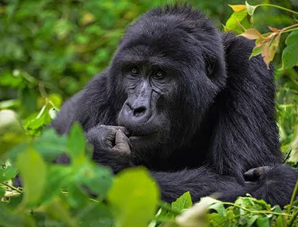 Bwindi's Four Trekking Sectors Compared: Buhoma, Ruhija, Rushaga and Nkuringo