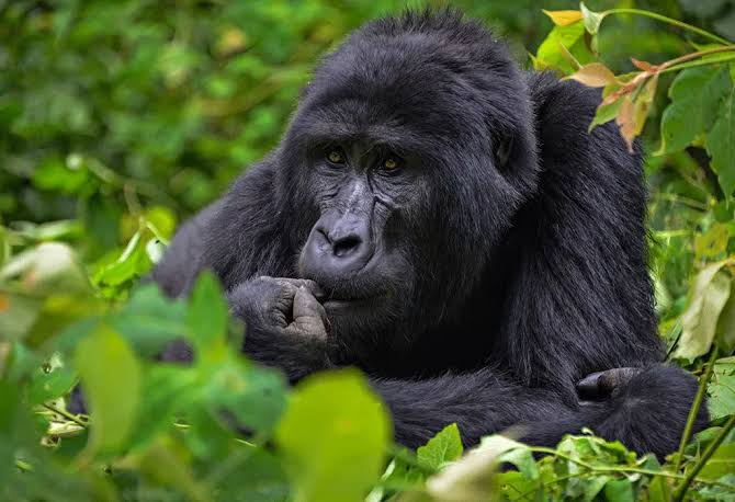 Bwindi's Four Trekking Sectors Compared: Buhoma, Ruhija, Rushaga and Nkuringo