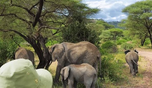 Speke Gulf and Western Serengeti: Tanzania's Lake Victoria Safari Link