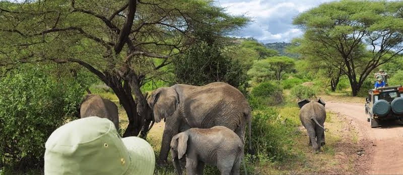 Speke Gulf and Western Serengeti: Tanzania's Lake Victoria Safari Link