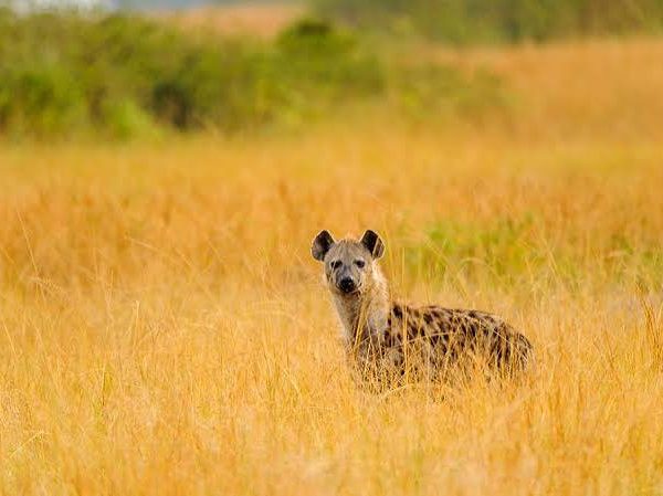 Spotted Hyenas of Queen Elizabeth National Park