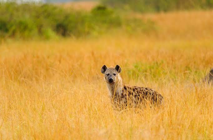 Spotted Hyenas of Queen Elizabeth National Park