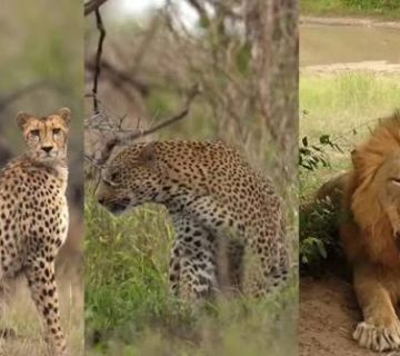 The Big Cats of East Africa: Lions, Leopards, and Cheetahs Compared
