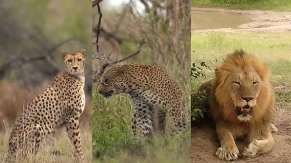 The Big Cats of East Africa: Lions, Leopards, and Cheetahs Compared