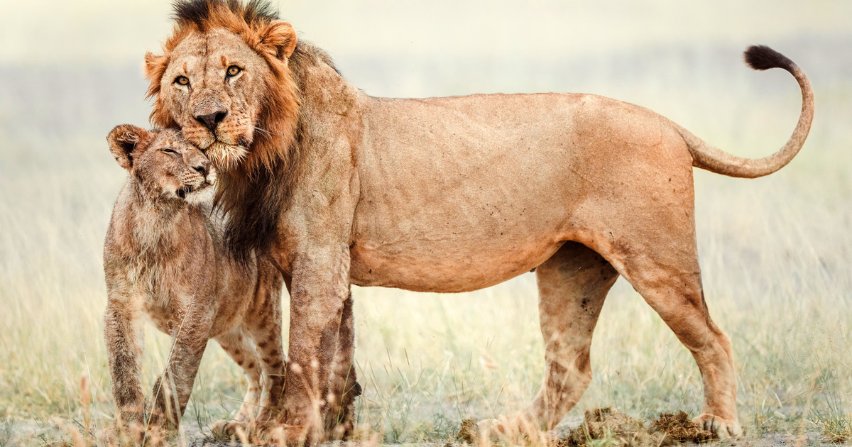 The Big Cats of East Africa, comparing lions, leopards, and cheetahs in savanna habitats.