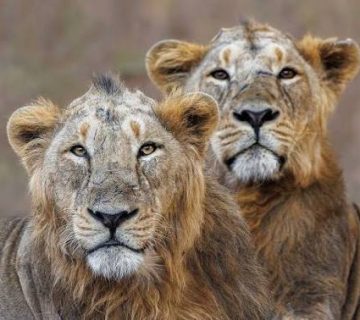 The Difference Between African and Asian Lions