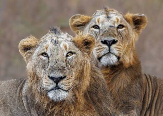 The Difference Between African and Asian Lions