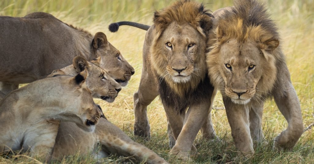 African and Asian lions differ in habitat, appearance, behaviour, and population characteristics across regions.