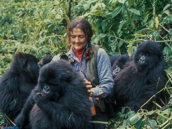 Visiting Dian Fossey's Grave on Mount Bisoke's Slopes
