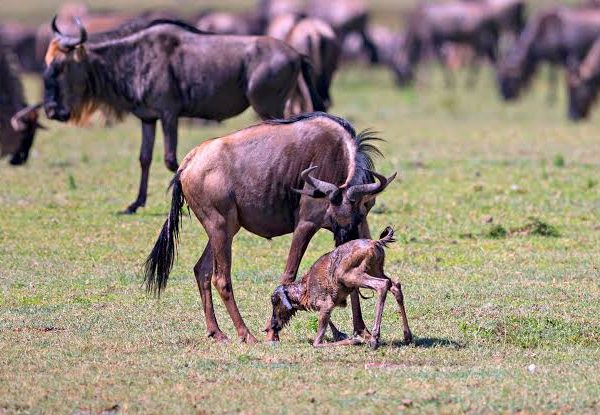 The Ndutu Calving Season: Predator Action on the Southern Plains