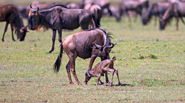 The Ndutu Calving Season The Ndutu Calving Season: Predator Action on the Southern Plains