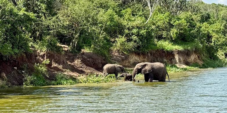 Top Reasons Travelers Love Budget Safaris in Kahuzi-Biega National Park