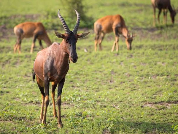 Topi of Queen Elizabeth National Park
