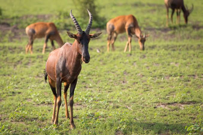 Topi of Queen Elizabeth National Park