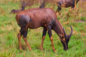 Topi grazing across the grasslands of Queen Elizabeth National Park in Uganda.