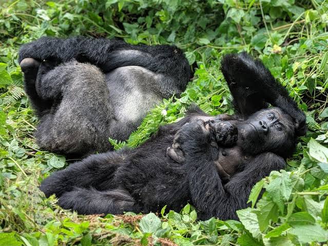 Traveling to Kahuzi-Biega National Park in the Rainy Season: Pros and Cons