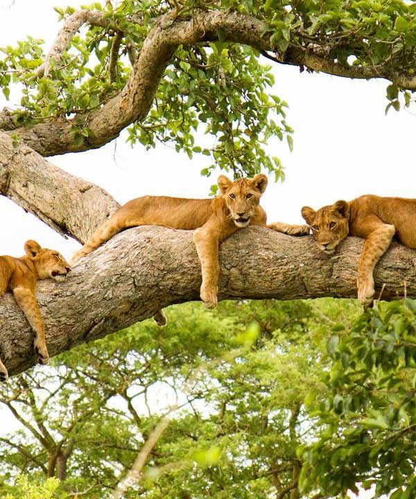 Tree Climbing Lions of Queen Elizabeth National Park
