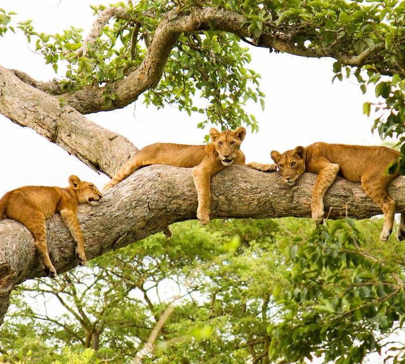 Tree-Climbing Lions of Queen Elizabeth National Park Tree-Climbing Lions of Queen Elizabeth National Park