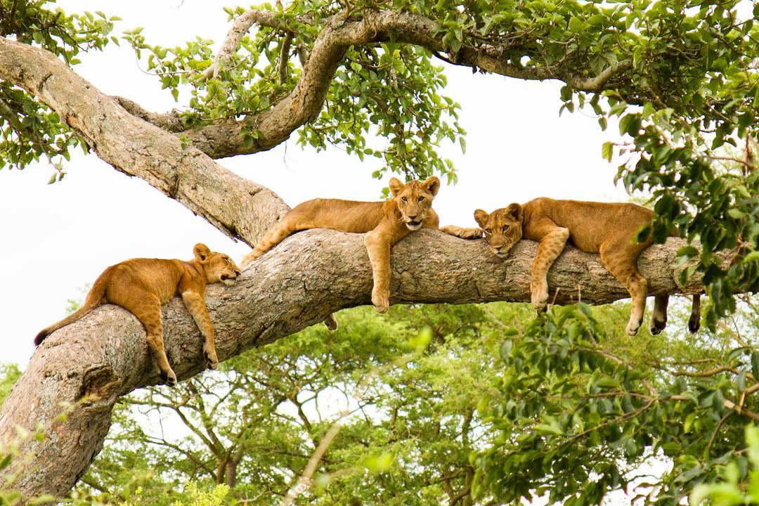 Tree-Climbing Lions of Queen Elizabeth National Park