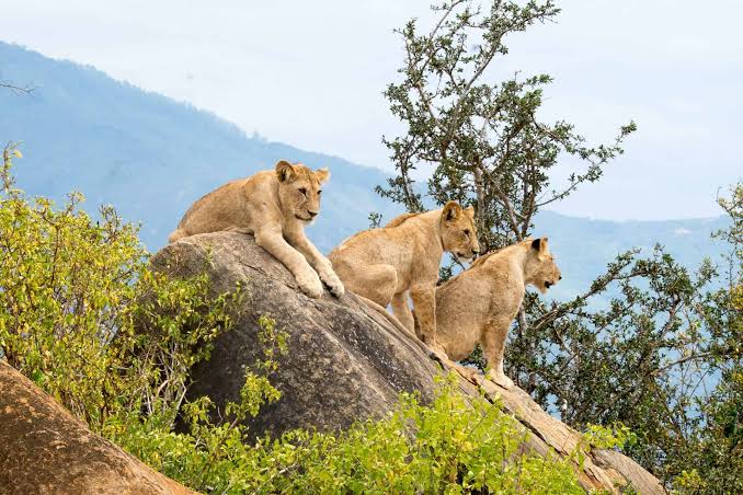 Tsavo National Park: A Complete Guide
