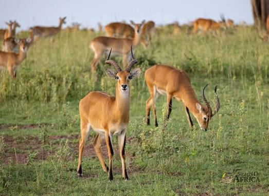 Uganda Kob of Murchison Falls National Park