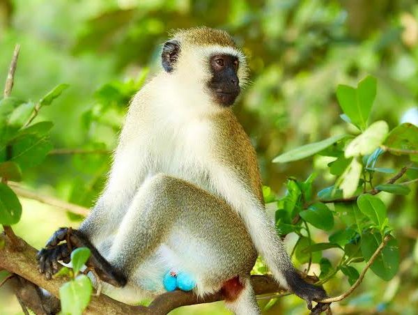 Vervet Monkeys of Lake Mburo National Park