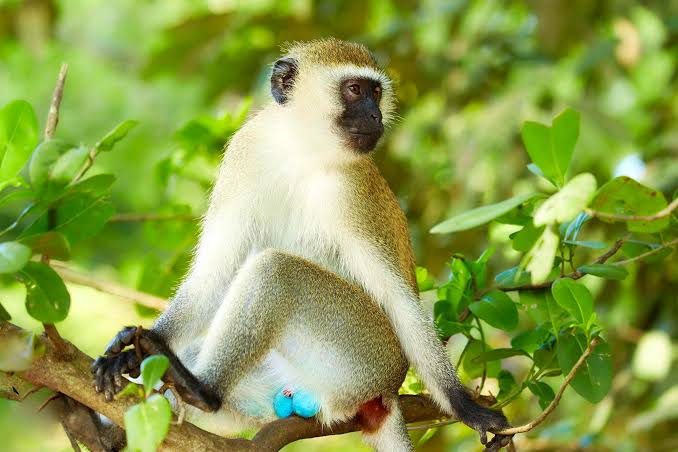 Vervet Monkeys of Lake Mburo National Park