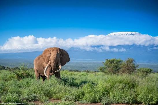 Botswana's Okavango Delta: Mokoro Safaris Through a Water Wilderness