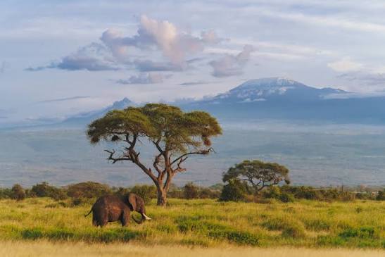 What Are the Big Five? A Complete Guide for First-Time Safari-Goers