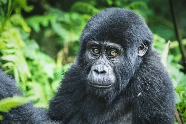 Where Are Mountain Gorillas Found in Africa Today?